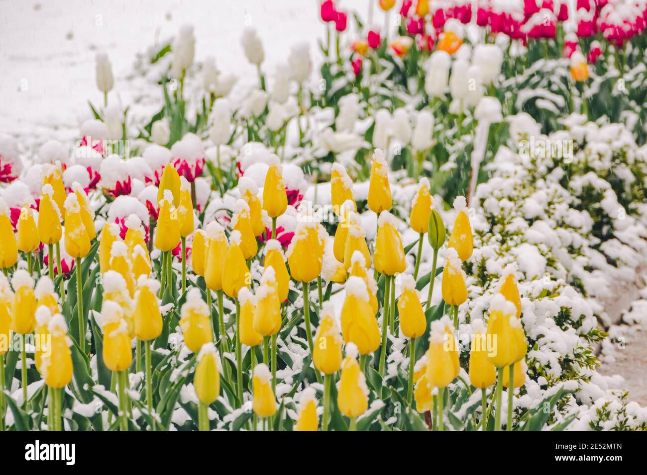 Tulipes jaunes et roses sous la neige au début du printemps. Photo de haute qualité Banque D'Images