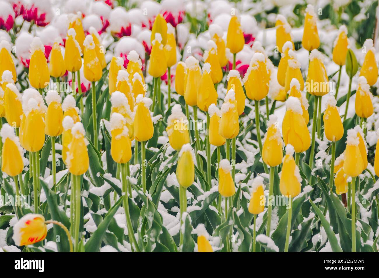 Tulipes jaunes sous la neige au début du printemps, gros plan. Photo de haute qualité Banque D'Images