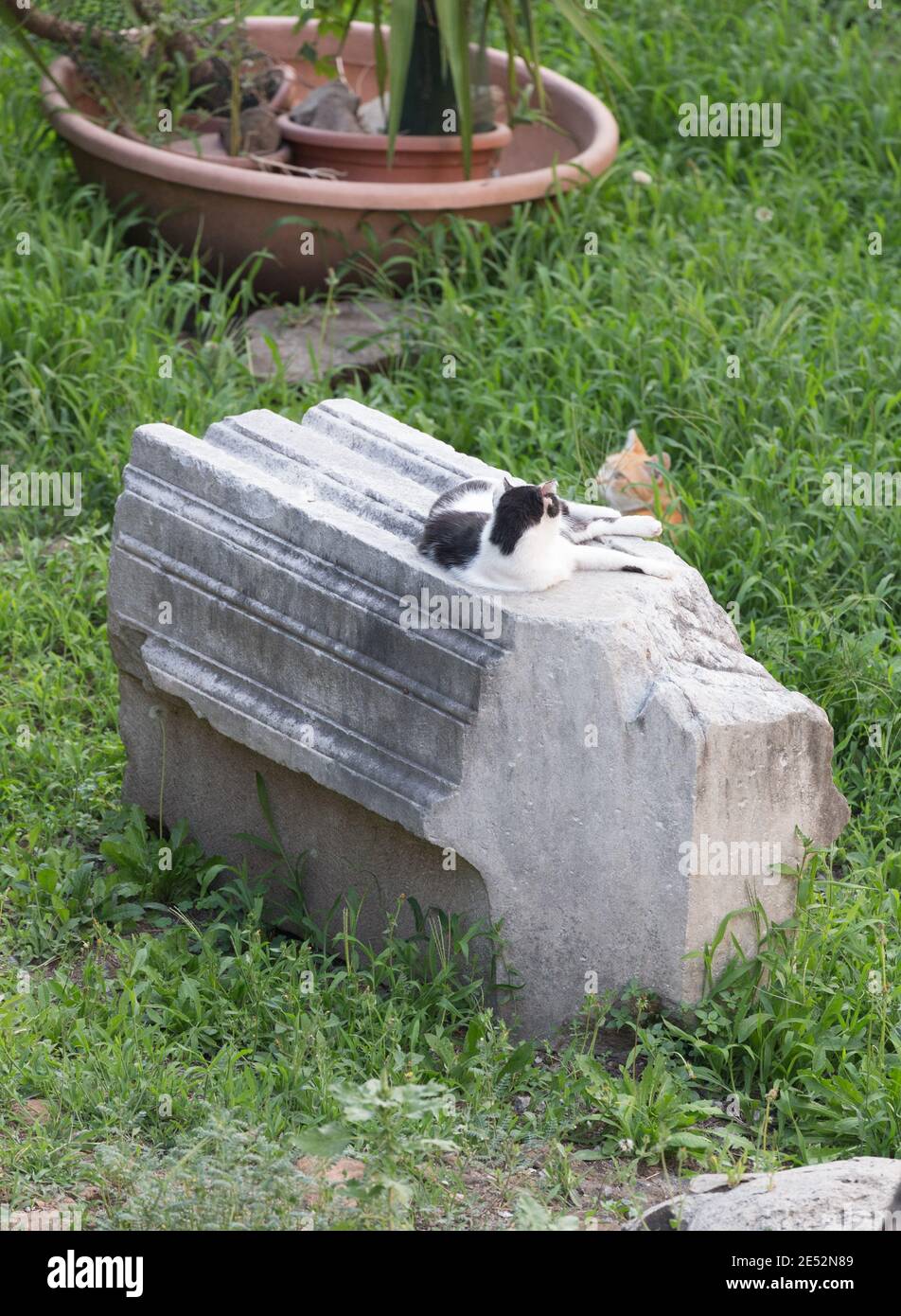 Italie Rome Cats s'incline parmi les ruines romaines. Banque D'Images