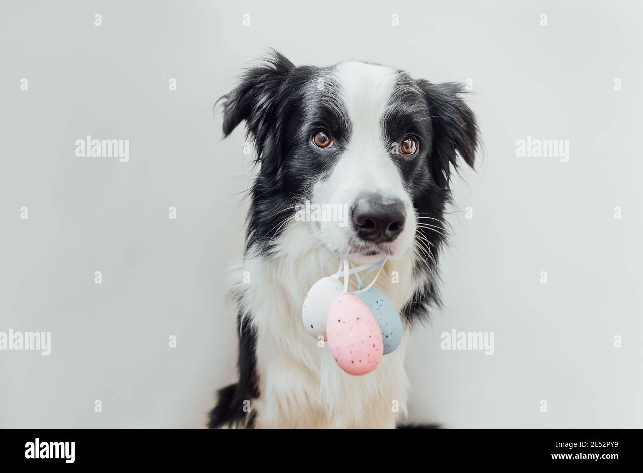 Concept joyeuses Pâques. Préparation pour les vacances. Joli chien bordure collie tenant Pâques oeufs colorés dans la bouche isolée sur fond blanc. Ressort Banque D'Images