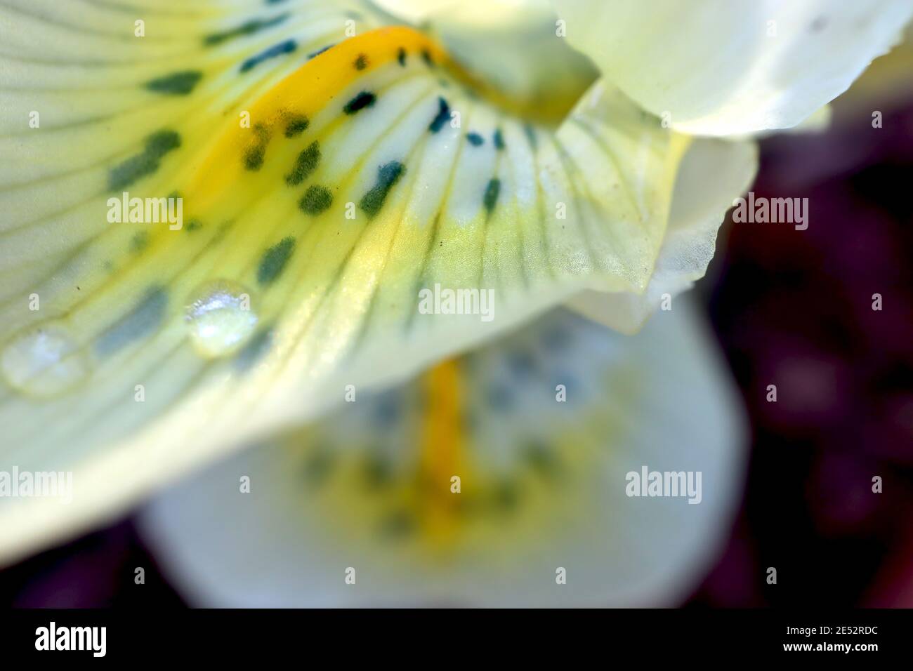 Iris reticulata «Or de Katherine» - iris nain jaune pâle avec freckles bleu foncé et côtes jaunes janvier, Angleterre, Royaume-Uni Banque D'Images