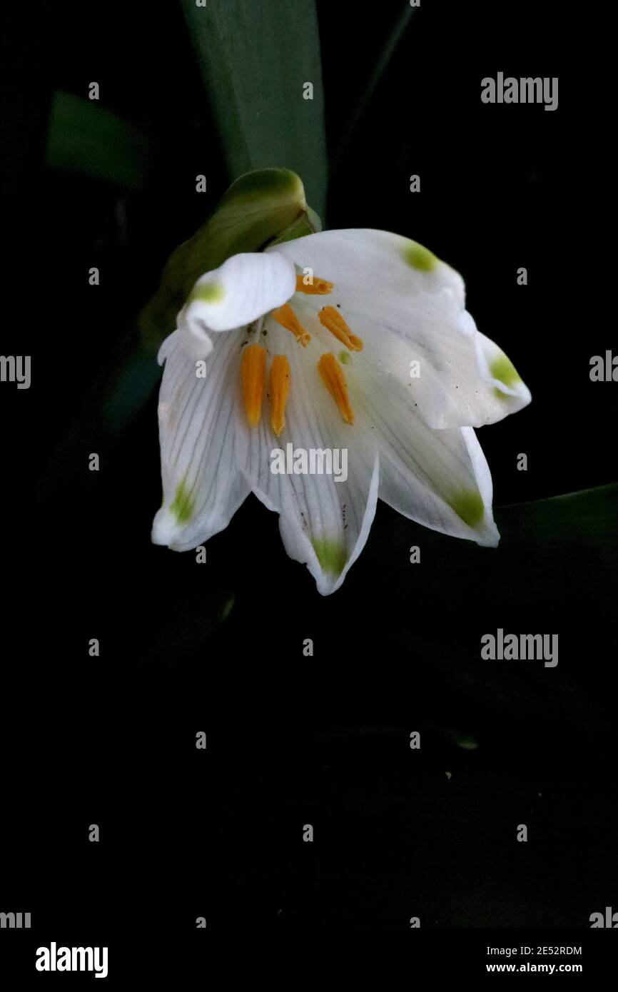 Leucojum aestivum flocon de neige d'été – fleur en forme de cloche blanche avec marquage vert sur les pointes de pétale, janvier, Angleterre, Royaume-Uni Banque D'Images