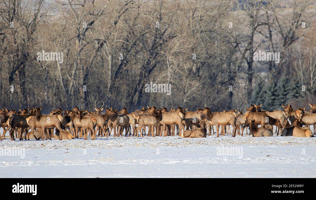 Elk à Bozeman, Montana Banque D'Images
