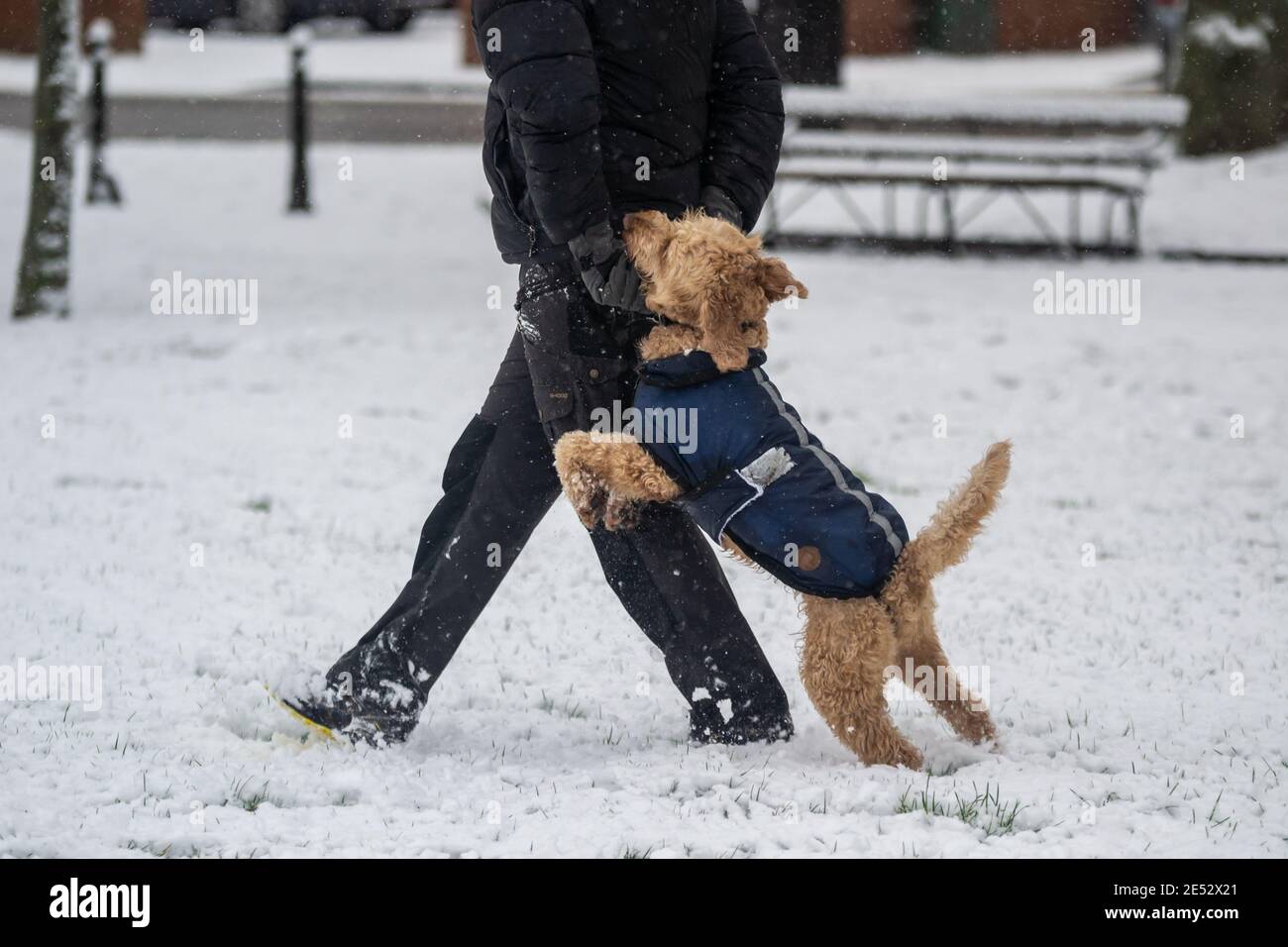 Homme avec son chien dans la neige. Chien sautant la jambe du propriétaire et se rayant le cou. Banque D'Images