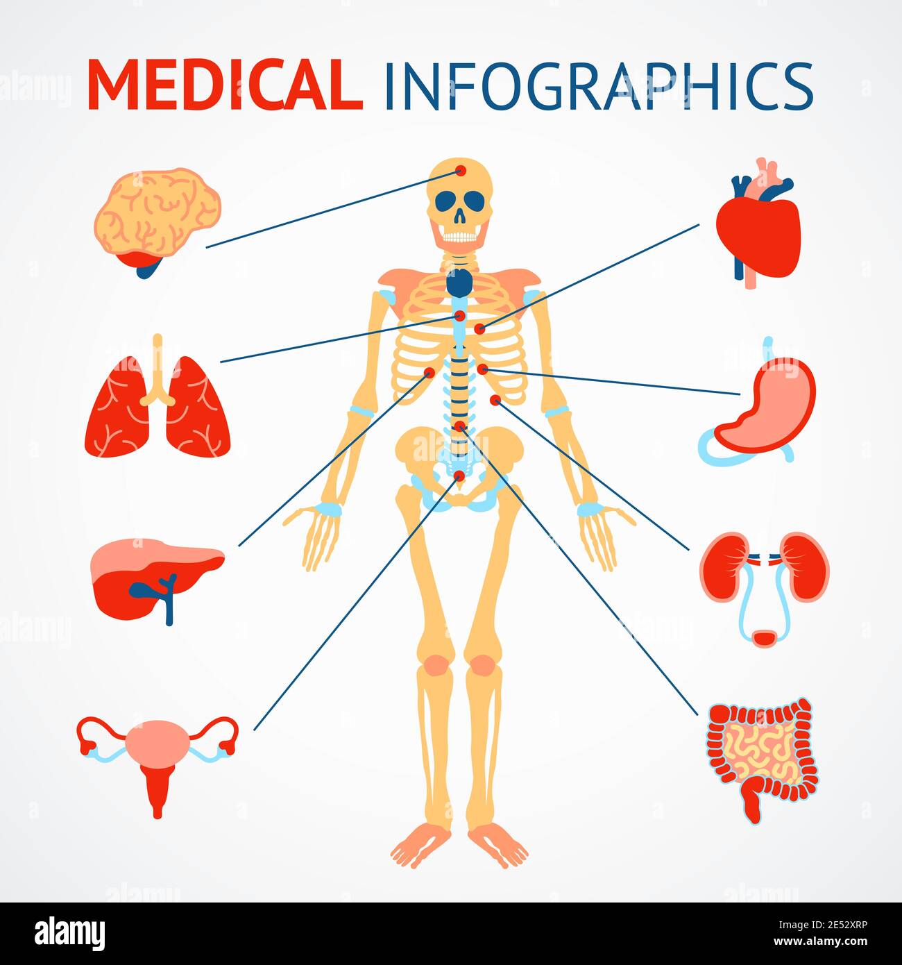 Ensemble d'infographies médicales du squelette humain et du vecteur des organes internes illustration Illustration de Vecteur