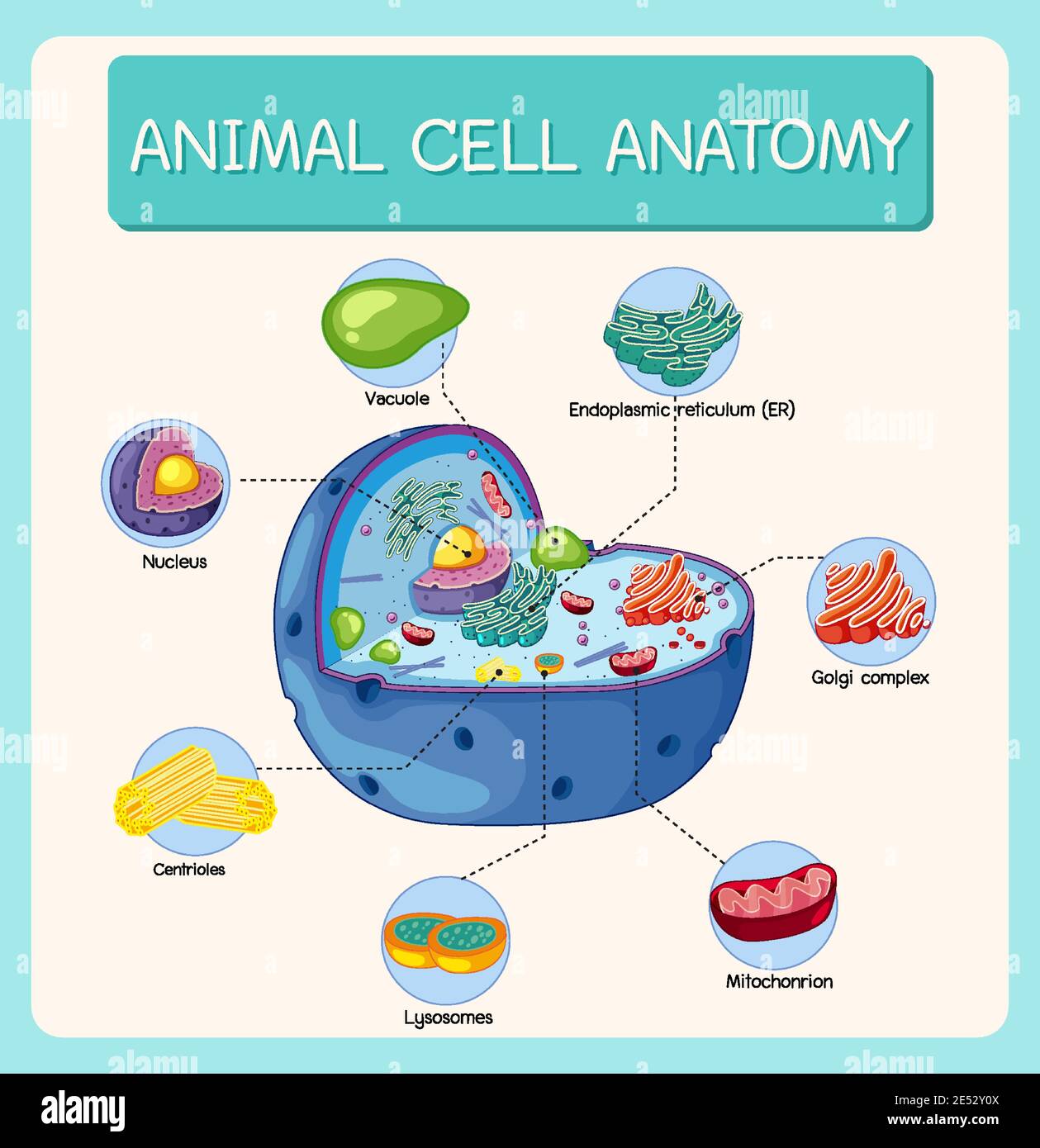 Illustration de l'anatomie des cellules animales (diagramme de biologie) Illustration de Vecteur