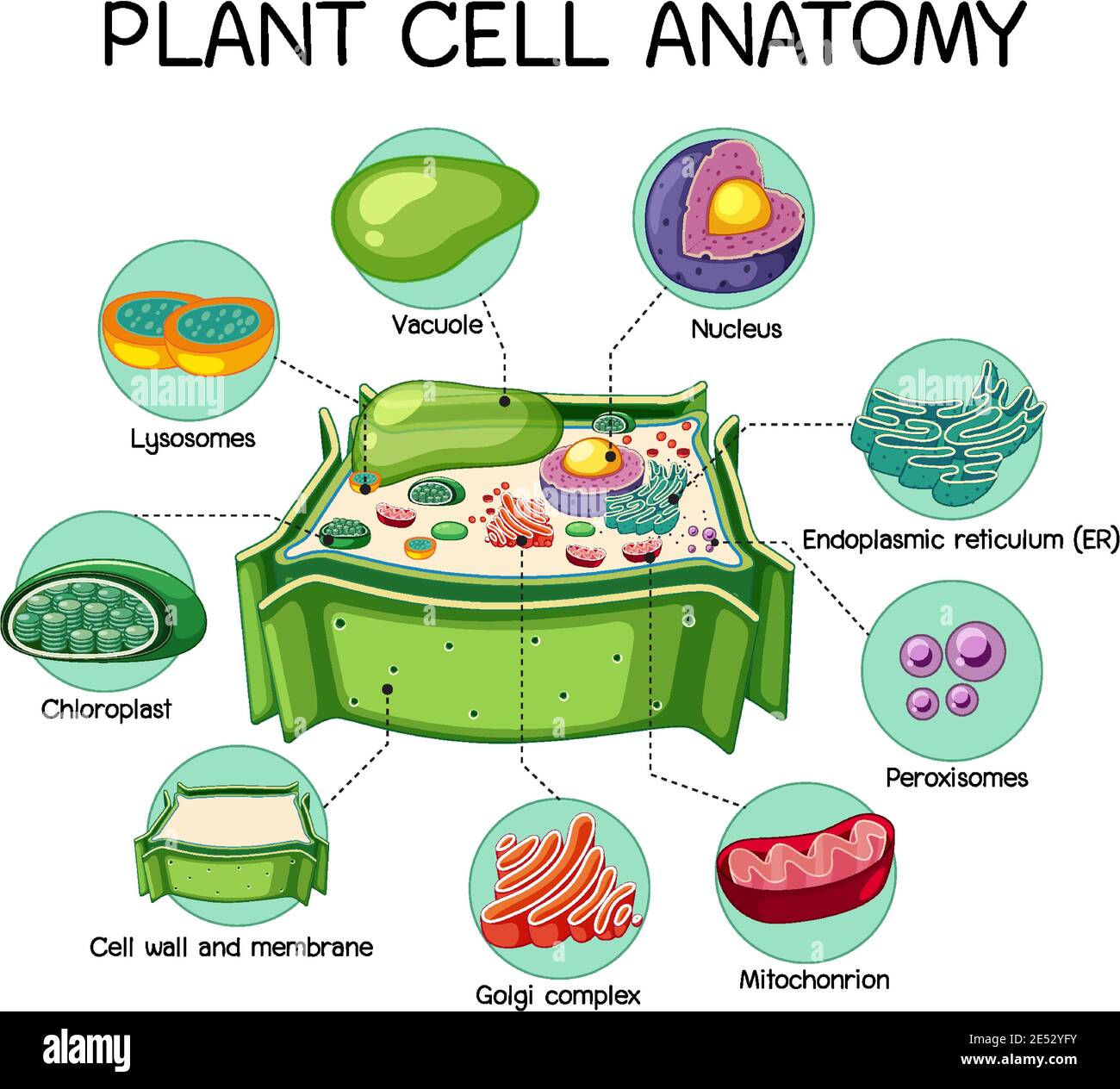 Illustration de l'anatomie des cellules végétales (diagramme de biologie) Illustration de Vecteur