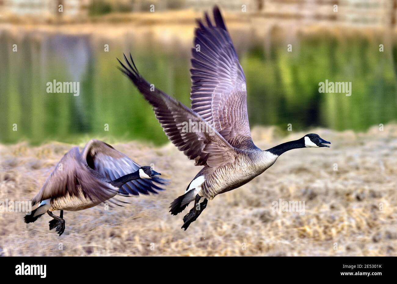 Deux Bernaches du Canada 'Branta canadensis', qui prennent l'avion d'une rive du lac dans les régions rurales du Canada de l'Alberta Banque D'Images