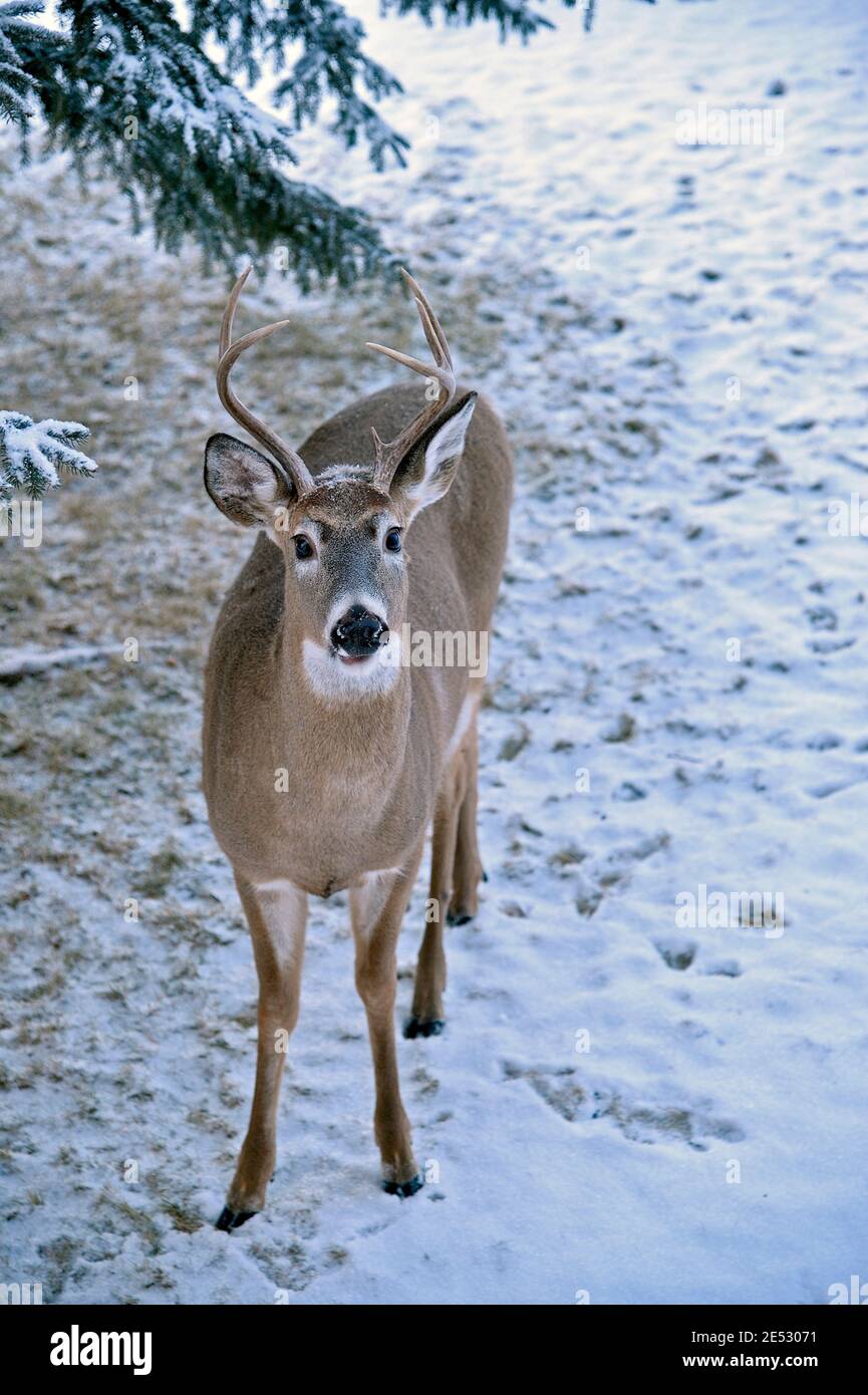Un cerf de Virginie regardant le photographe avec une expression surprise sur son visage dans les régions rurales du Canada de l'Alberta. Banque D'Images