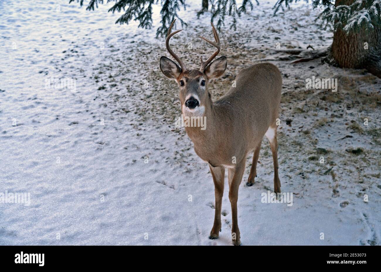 Un cerf de Virginie regardant le photographe avec une expression surprise sur son visage dans les régions rurales du Canada de l'Alberta. Banque D'Images