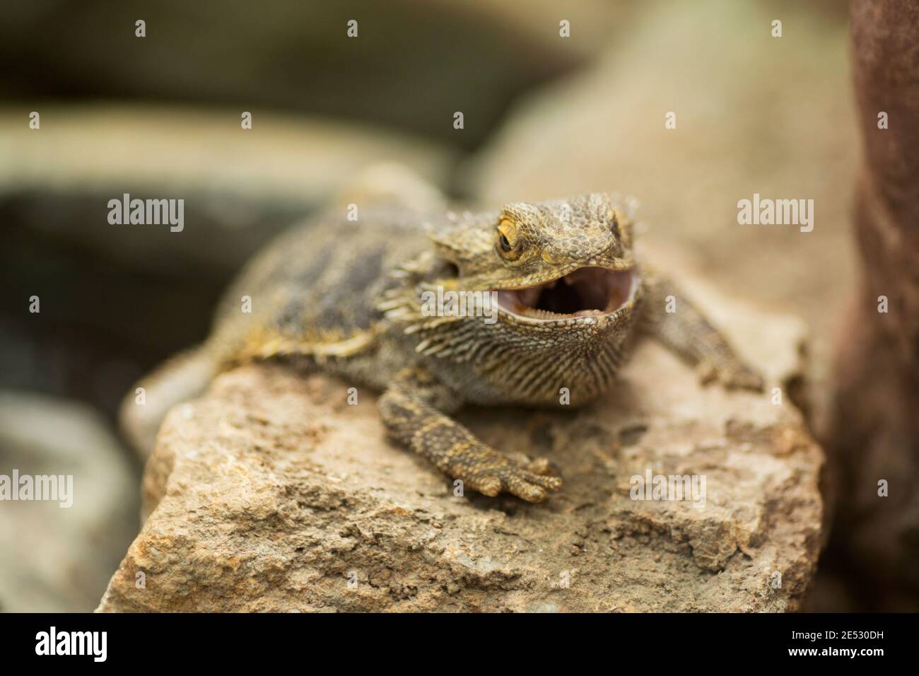 Le dragon barbu central (Pogona vitticeps), également connu sous le nom de dragon barbu intérieur, originaire d'Australie. Banque D'Images