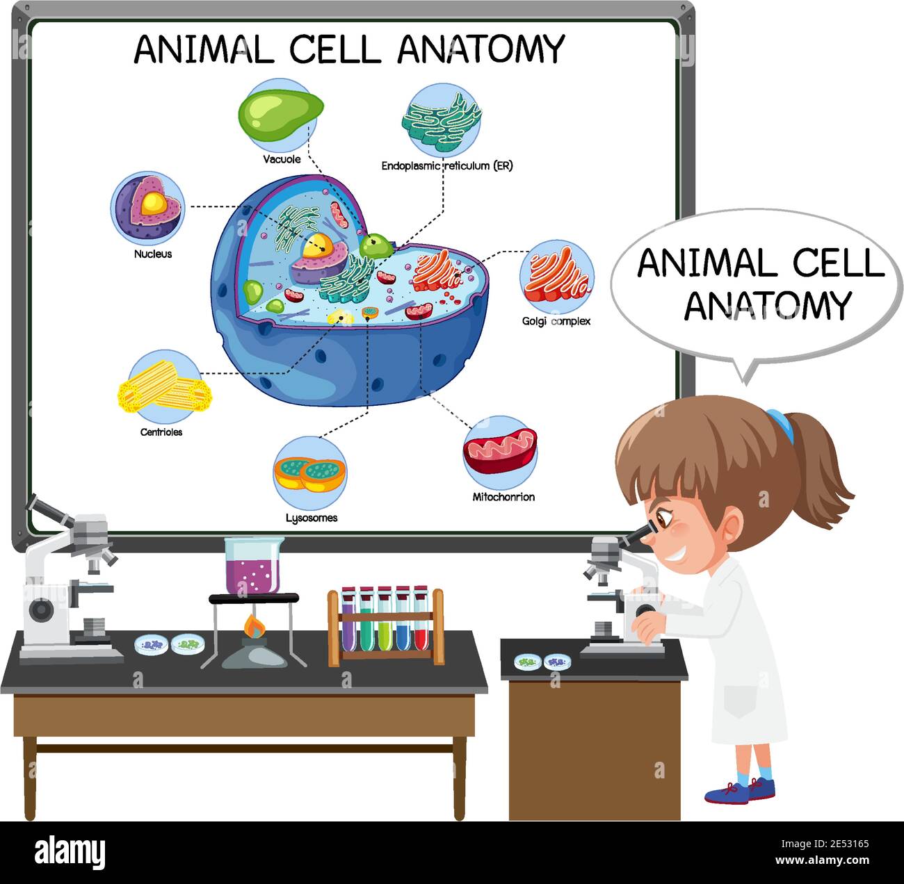 Illustration de l'anatomie des cellules animales (diagramme de biologie) Illustration de Vecteur