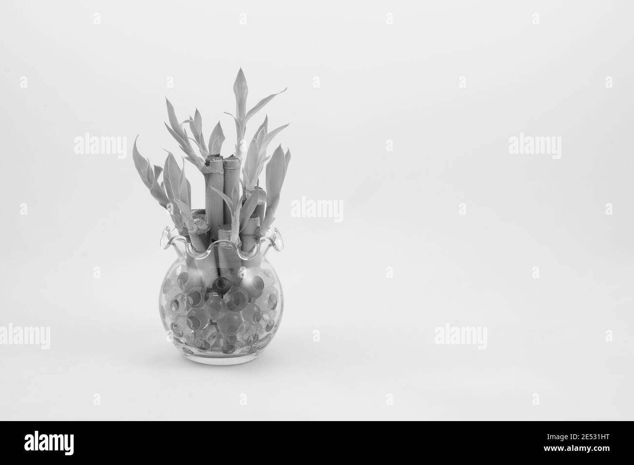 Petite plante de bambou Lucky dans un vase (en monochrome) Banque D'Images