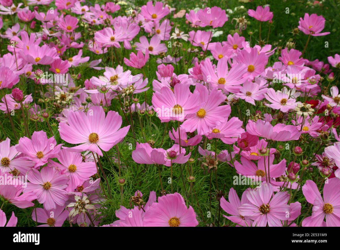 FLEURS ROSES COSMOS EN CROISSANCE Banque D'Images