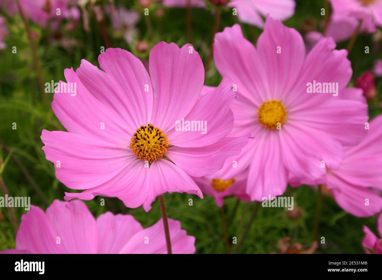 GROS PLAN SUR LES FLEURS ROSES DE COSMOS EN CROISSANCE Banque D'Images