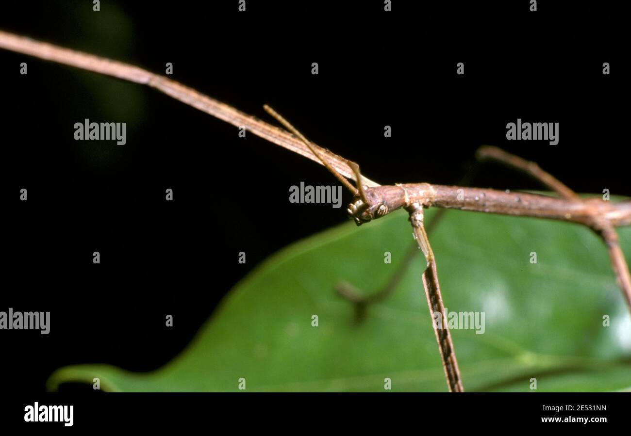INSECTE BÂTON (PHASMATODEA) SUR LA FEUILLE DE LA PLANTE, AUSTRALIE. Banque D'Images