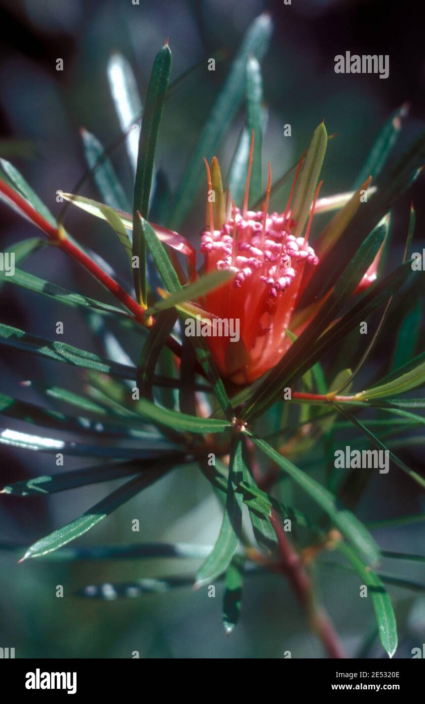 LAMBERTIA FORMOSA, CONNU SOUS LE NOM DE DIABLE DE MONTAGNE, FLEUR DE MIEL OU CHÈVREFEUILLE DE MIEL, AUSTRALIE Banque D'Images LAMBERTIA FORMOSA, CONNU SOUS LE NOM DE DIABLE DE MONTAGNE, FLEUR DE MIEL OU CHÈVREFEUILLE DE MIEL, AUSTRALIE Banque D'Images