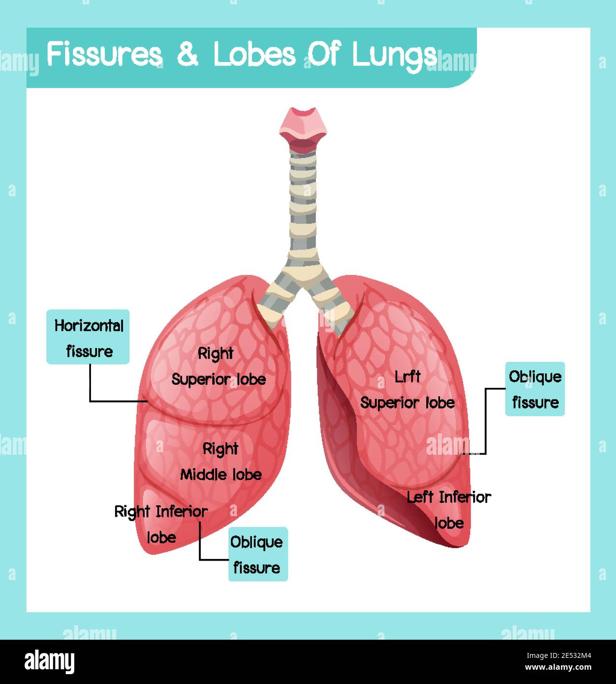 Fissures et lobes des poumons illustration Illustration de Vecteur