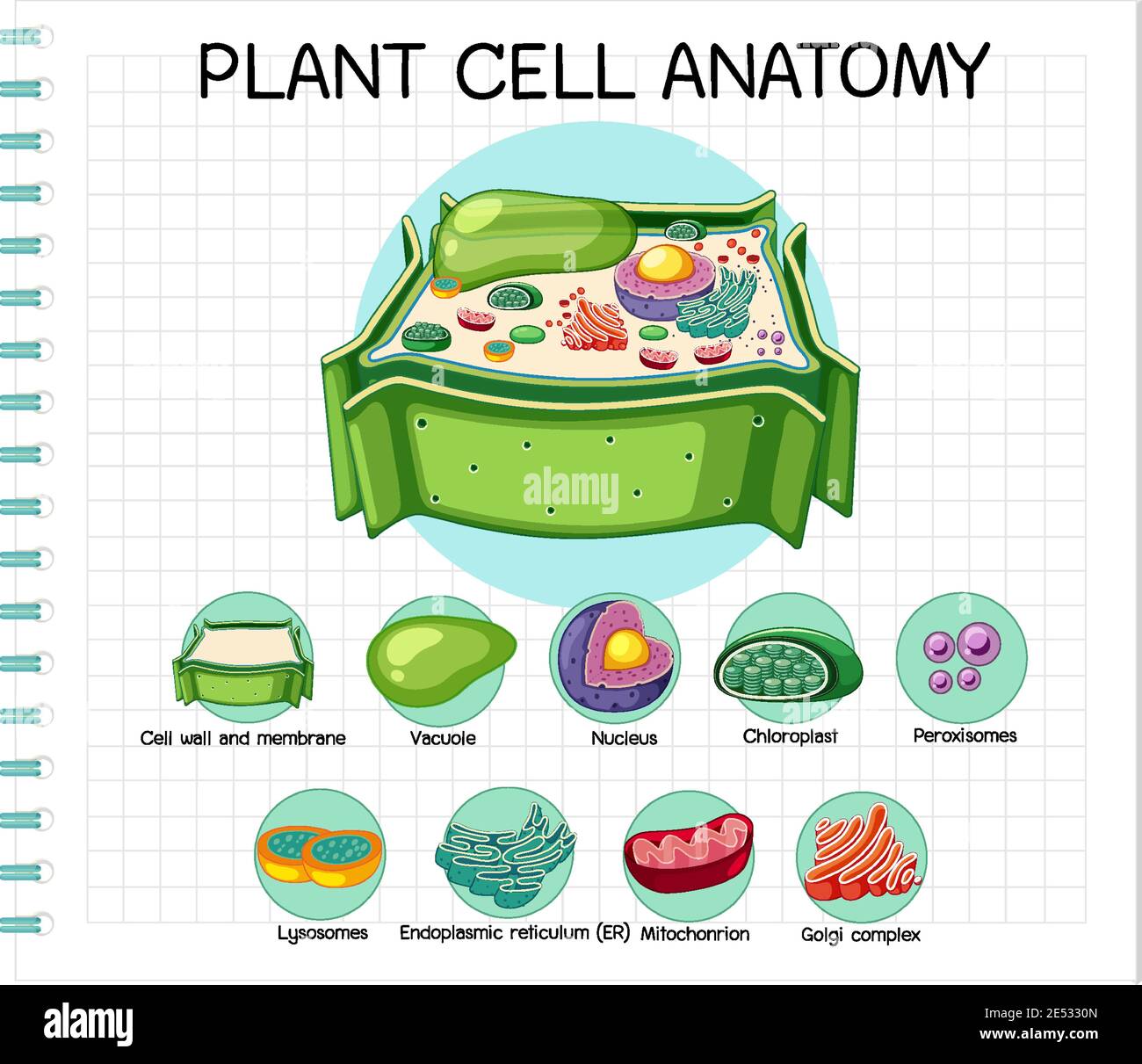 Illustration de l'anatomie des cellules végétales (diagramme de biologie) Illustration de Vecteur