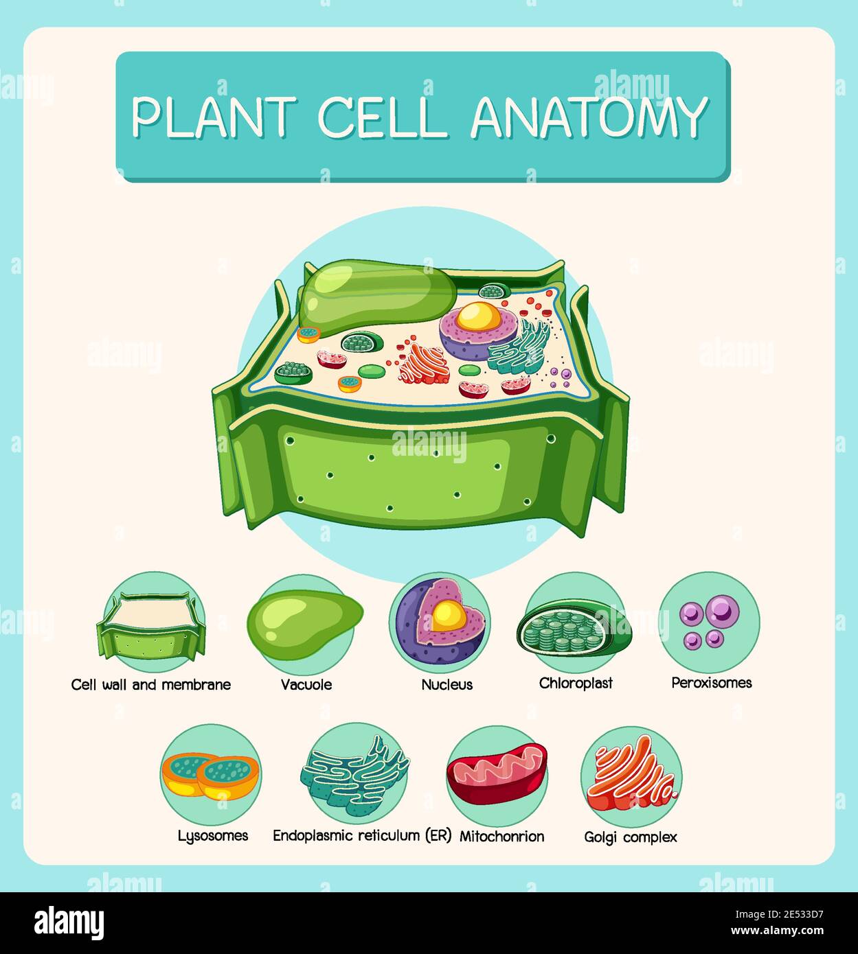 Illustration de l'anatomie des cellules végétales (diagramme de biologie) Illustration de Vecteur