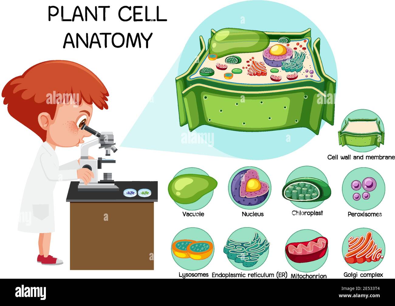 Illustration de l'anatomie des cellules végétales (diagramme de biologie) Illustration de Vecteur
