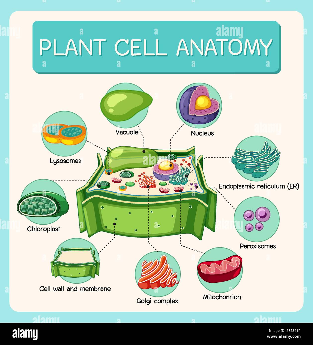 Illustration de l'anatomie des cellules végétales (diagramme de biologie) Illustration de Vecteur