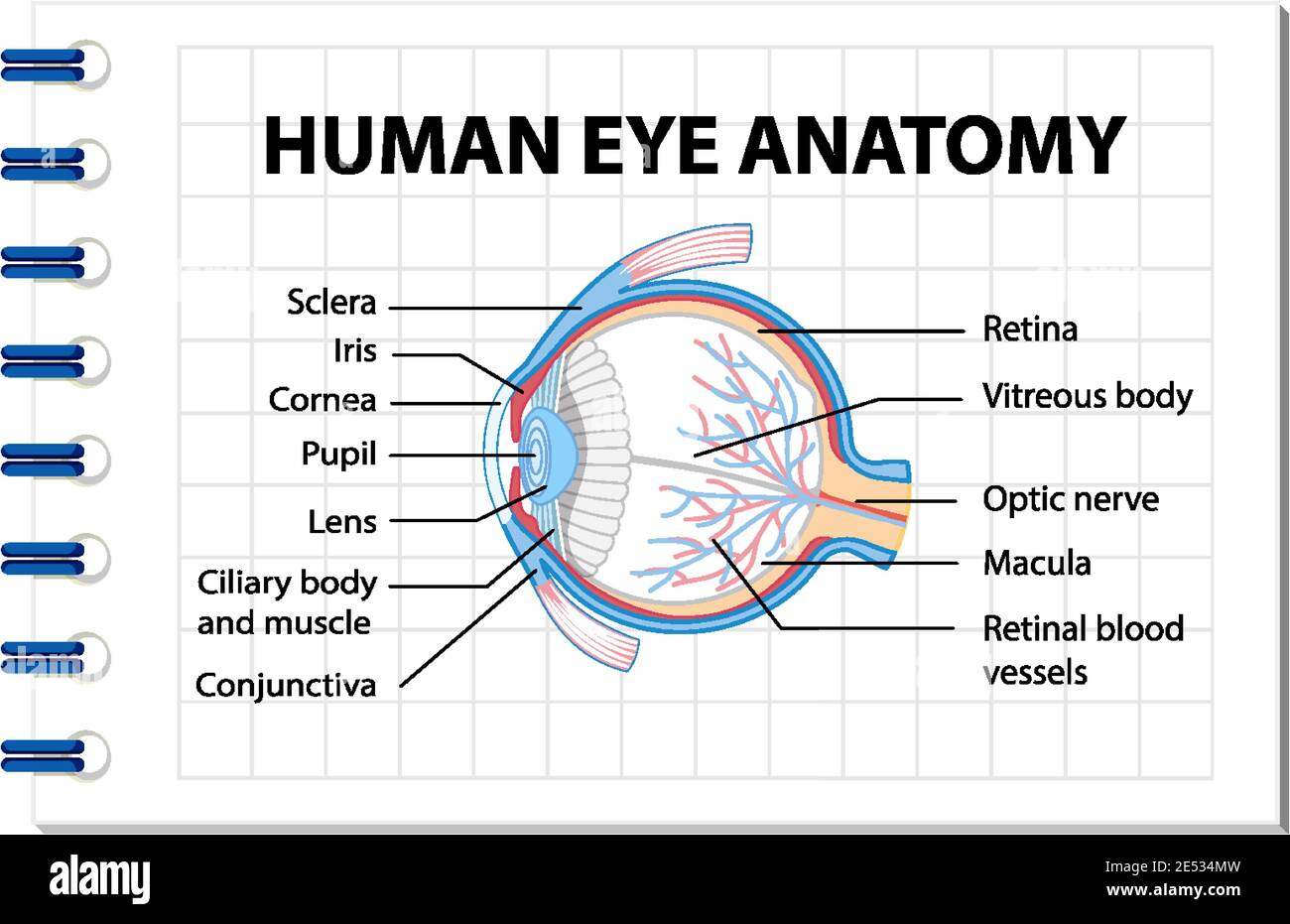 Schéma de l'anatomie de l'œil humain avec illustration de l'étiquette — free download