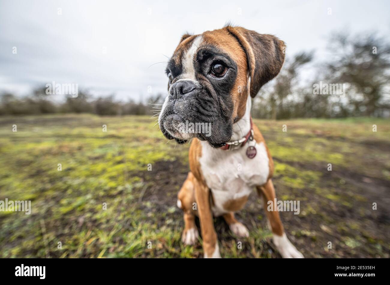 Drole De Visage 9 Mois Chiot Dore Pure Chien Boxer Allemand De Gros Plan Photo Stock Alamy