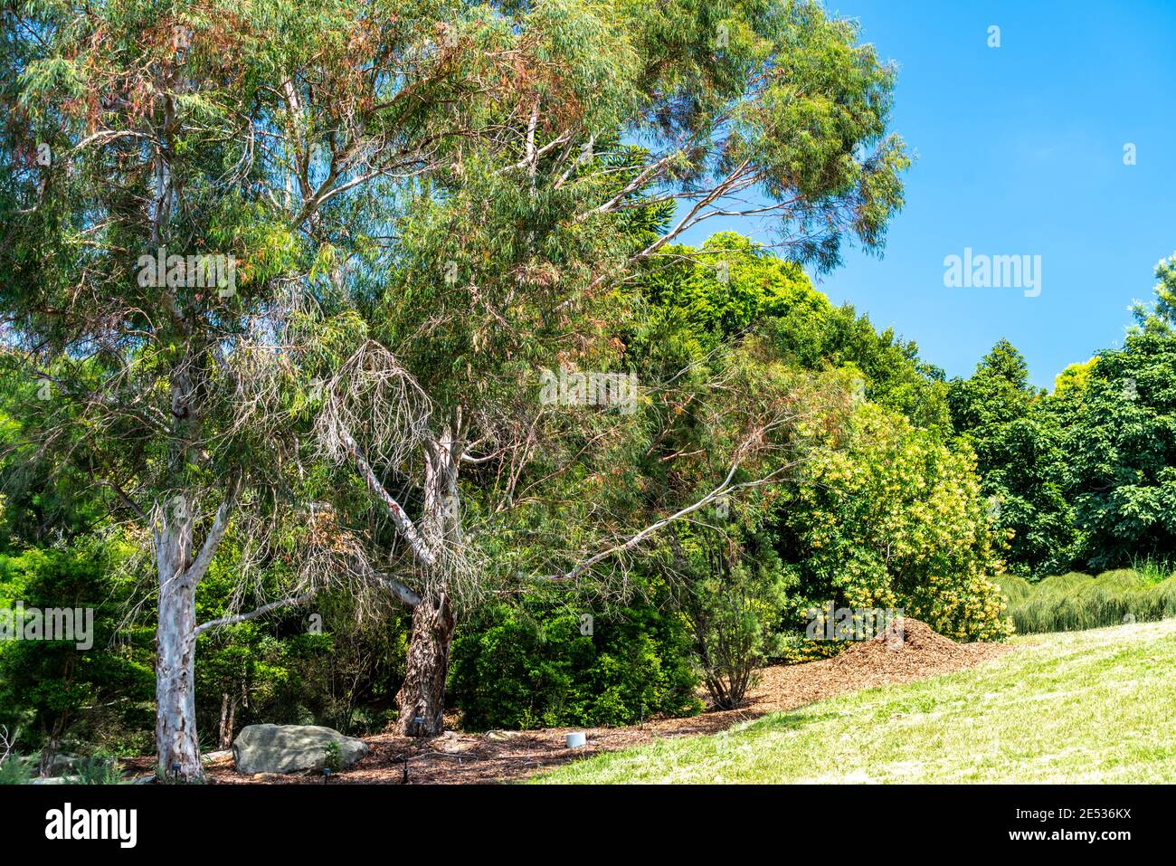 Un jardin d'arbres indigènes australiens Banque D'Images