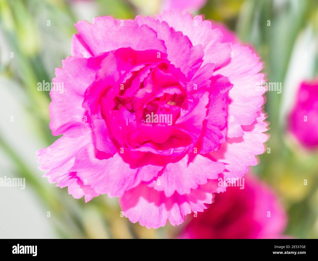 Carnation (Dianthus caryophyllus) est une espèce de Dianthus. Dianthus caryophyllus est une plante vivace herbacée mesurant jusqu'à 80 cm (31 1⁄2 po) de hauteur Banque D'Images