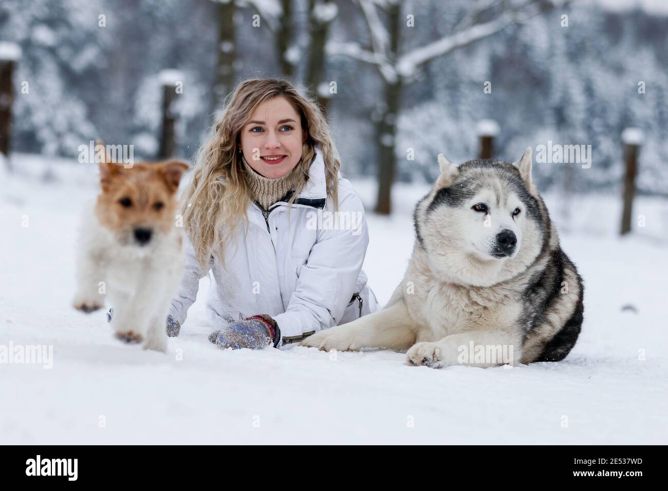 La jeune fille se promette sur un traîneau avec des huskies sibériennes dans la forêt d'hiver. Animaux de compagnie. Husky. Poster d'art Husky, impression Husky, Banque D'Images