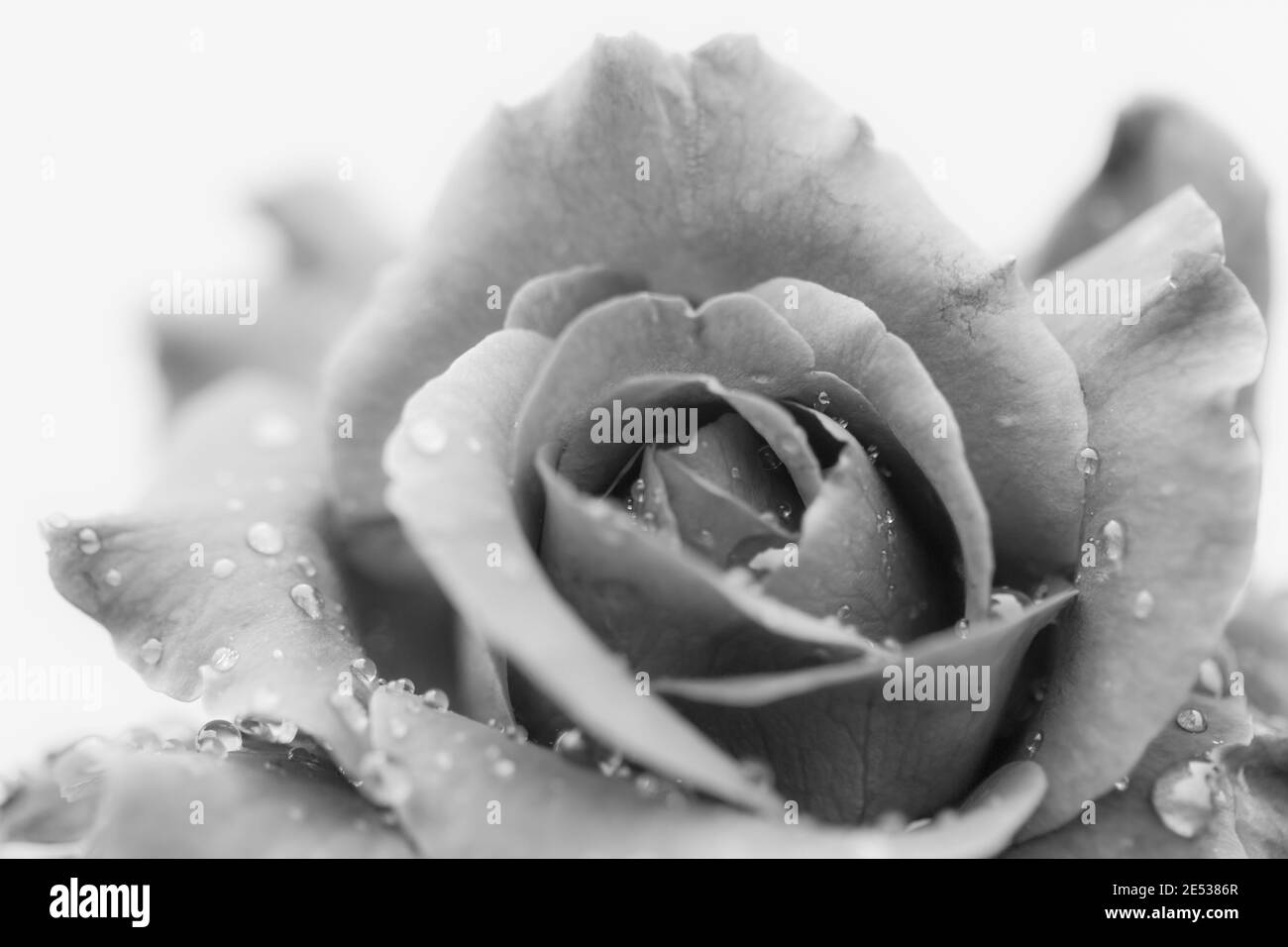 Fond rose noir et blanc avec gouttes d'eau, amour Banque D'Images