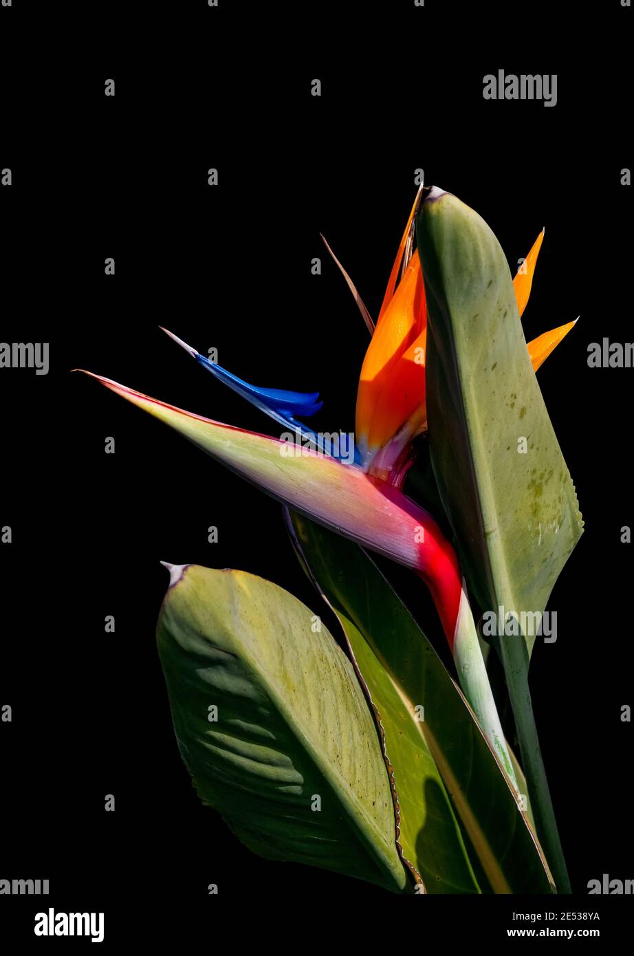 oiseau de paradis aux couleurs vives fleurs closeup ombres isolées dessus un arrière-plan noir Banque D'Images