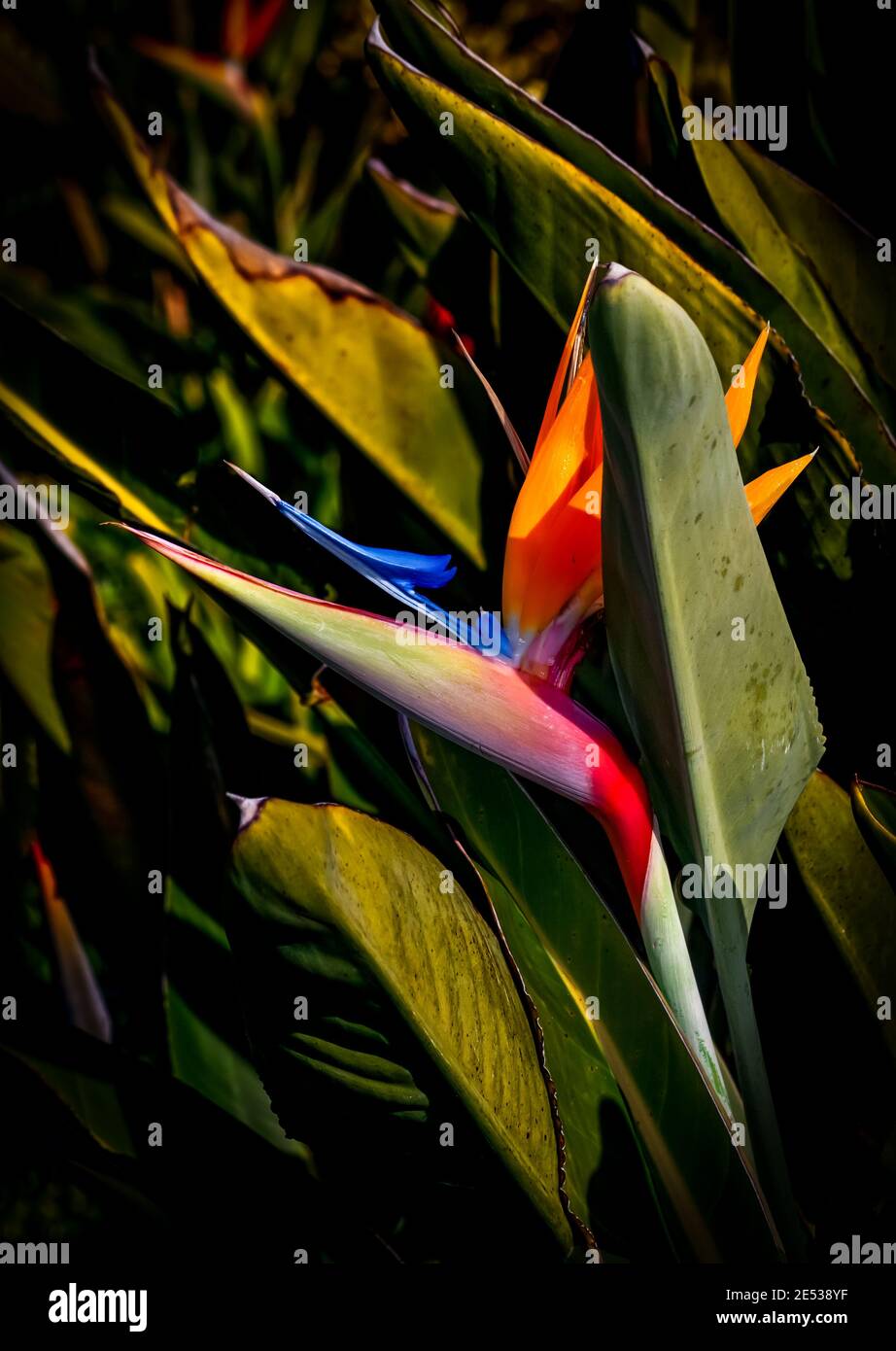 oiseau de paradis fleur closeup vert feuille jardin arrière-plan Banque D'Images