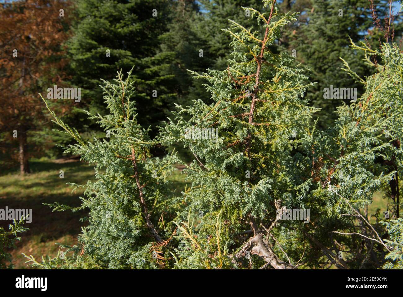 Le feuillage d'Evergreen d'un arbuste himalayen ou de genévrier (Juniperus squamata) qui pousse dans un jardin des bois dans le West Sussex rural, Angleterre, Royaume-Uni Banque D'Images