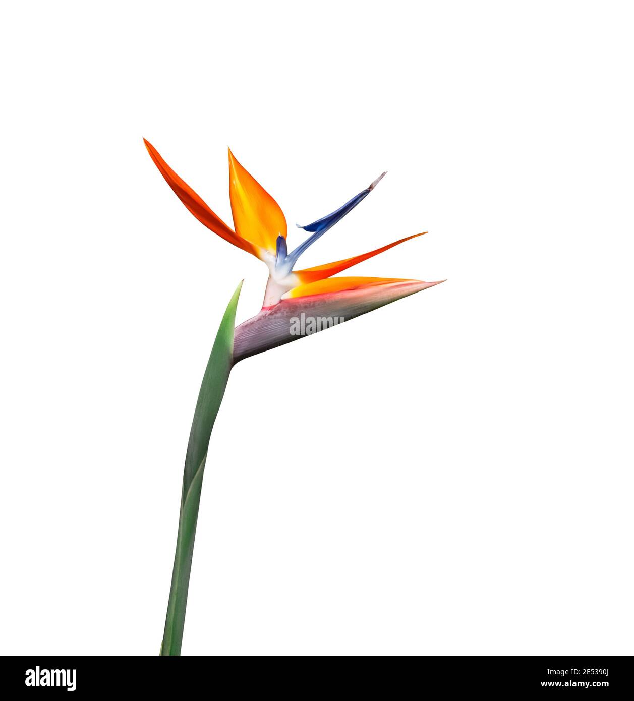 Oiseau de paradis aux couleurs vives fleur longue tige découpe rapprochée isolé sur un fond blanc Banque D'Images