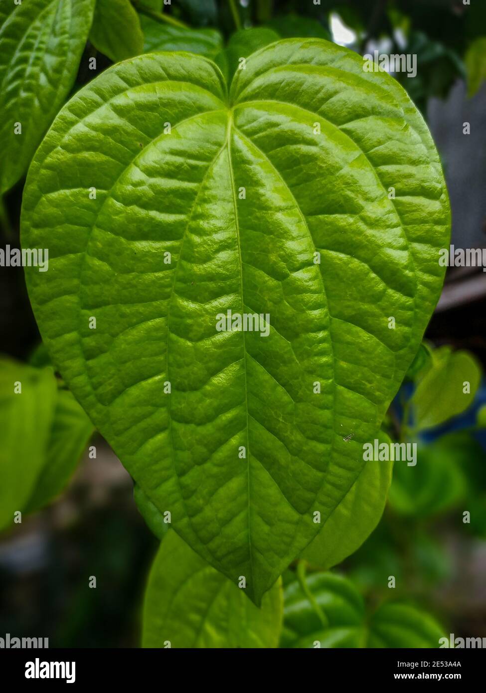 Feuille de bétel à Jakarta Banque D'Images