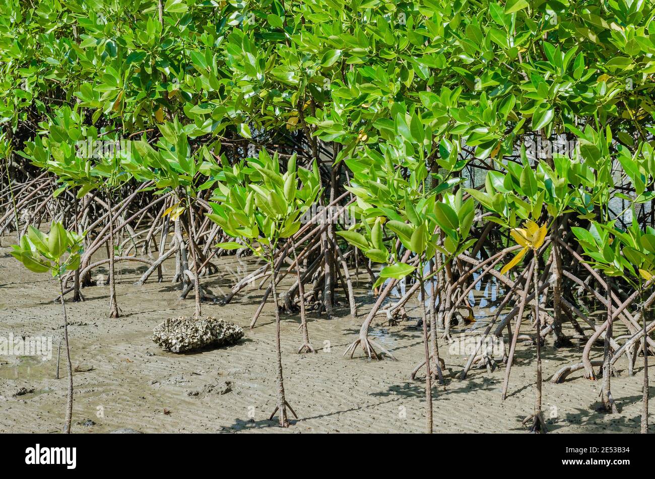 L'arbre de mangrove (nom botanique : Rhizophora mangle) sur la rive de la mer. Banque D'Images