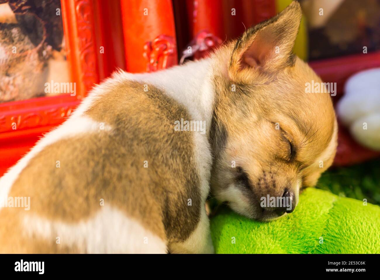 Bébé endormi chihuahua prendre une sieste, nature Banque D'Images