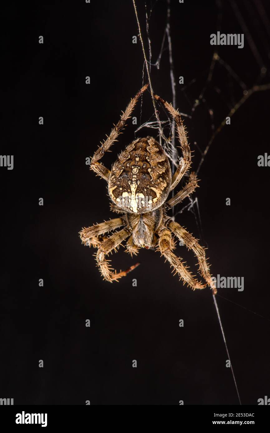croisillon de jardin sur fond noir découpe espace uni pour le texte couronné orb weaver est suspendu tête vers le bas dans le web Banque D'Images
