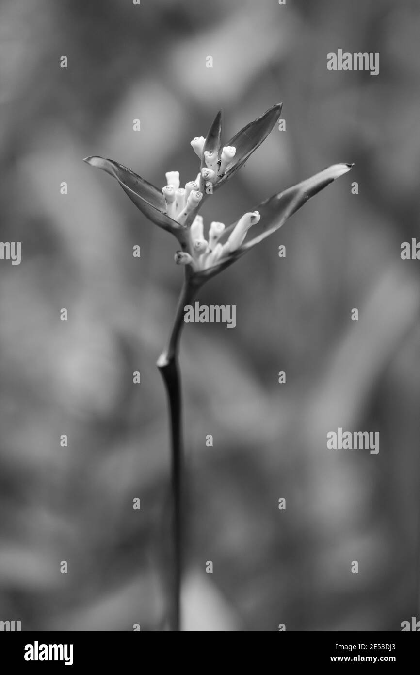 fleur d'oiseau de paradis, fleur d'héliconie avec feuille verte Banque D'Images