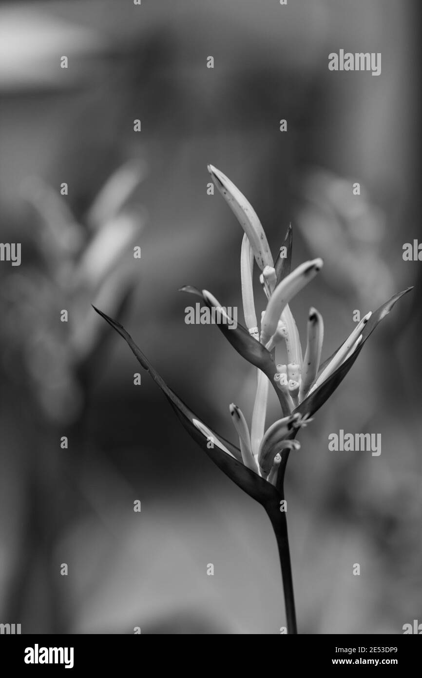 fleur d'oiseau de paradis, fleur d'héliconie avec feuille verte Banque D'Images