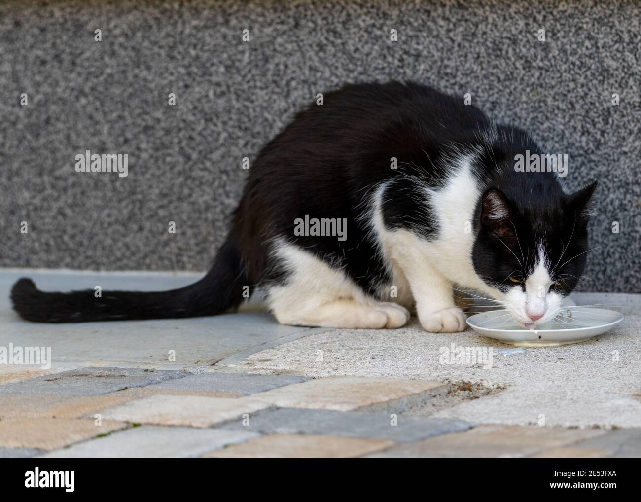 Le Chat Tabby Noir Et Blanc Boit Du Lait Tout En Etant Assis A L Avant Porche Photo Stock Alamy