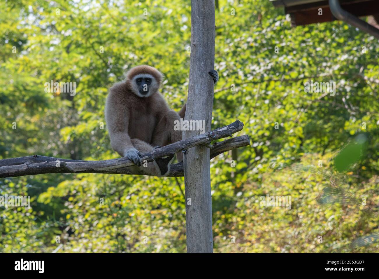 Gibbon assis sur une plate-forme en regardant vers la caméra Banque D'Images