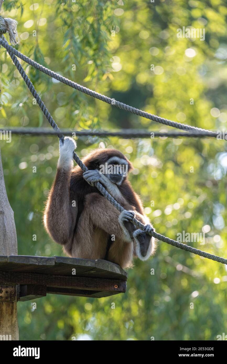 Gibbon assis sur une plate-forme, saisissant une corde avec ses bras et ses pieds simultanément Banque D'Images