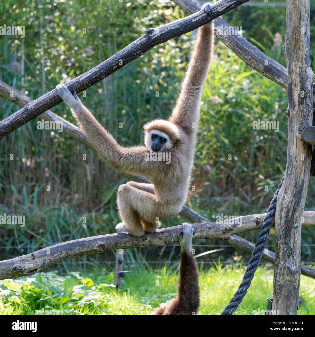 Gibbon suspendu sur une branche, en regardant vers le bas, montrant les dents et un autre bras gibbons atteignant dans le cadre sur une autre branche Banque D'Images
