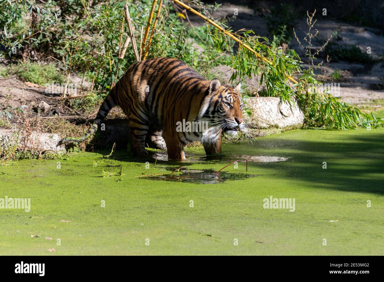 Tigre se déplaçant dans l'eau de mer qui est remplie avec duckweed commun ( lentilles d'eau) en plein soleil Photo Stock - Alamy