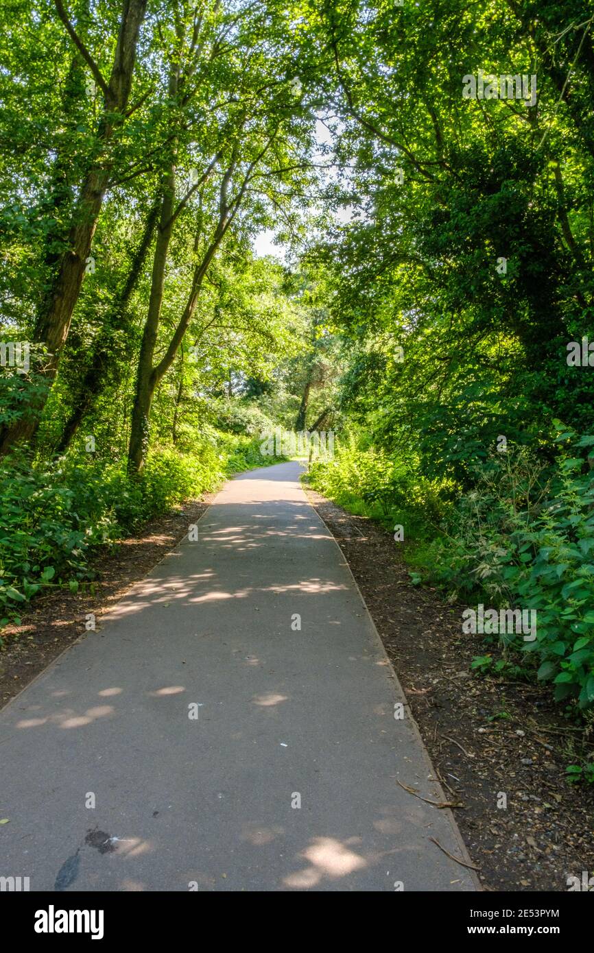 Chemin pavé à travers les bois à Rickmansworth Aquadrome, réserve naturelle de Rickmansworth, Hertfordshire, Angleterre Banque D'Images