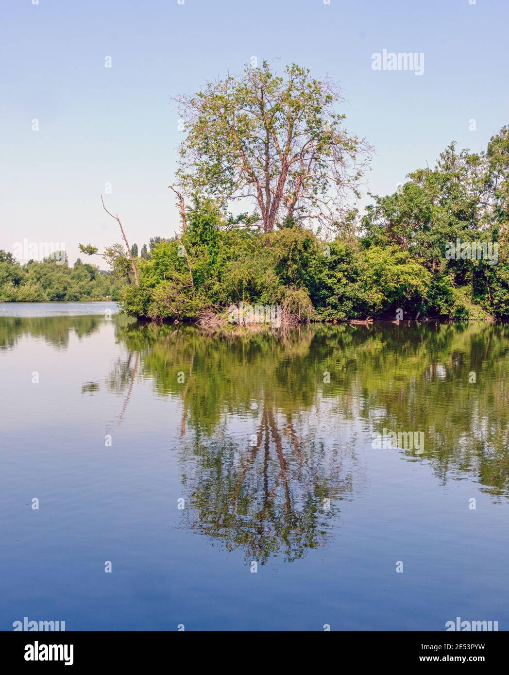 Vue sur l'île boisée sur le lac Batchwood, réserve naturelle de Rickmansworth Aquadrome Hertfordshire, Angleterre. Banque D'Images
