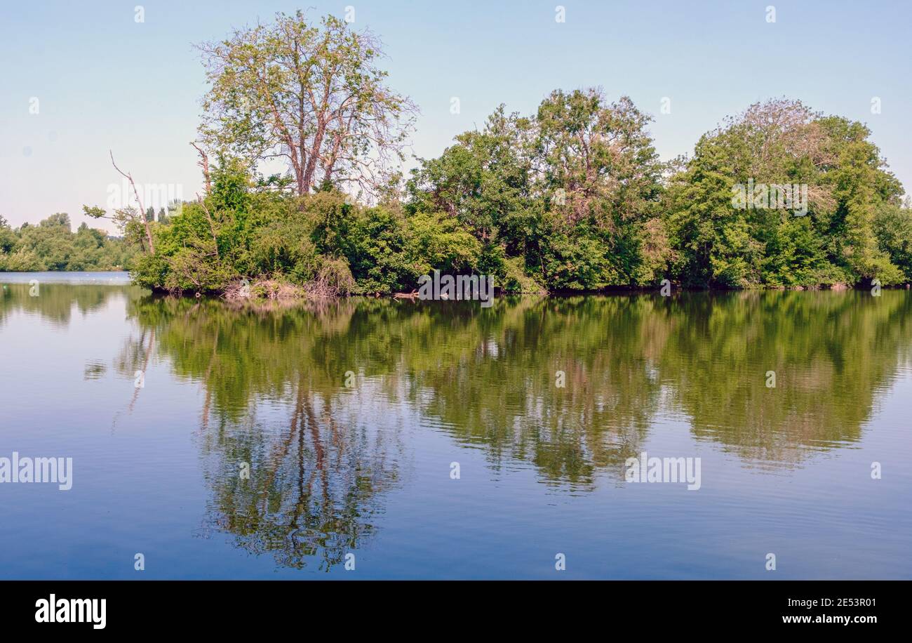 Vue sur l'île boisée sur le lac Batchwood, réserve naturelle de Rickmansworth Aquadrome Hertfordshire, Angleterre. Banque D'Images